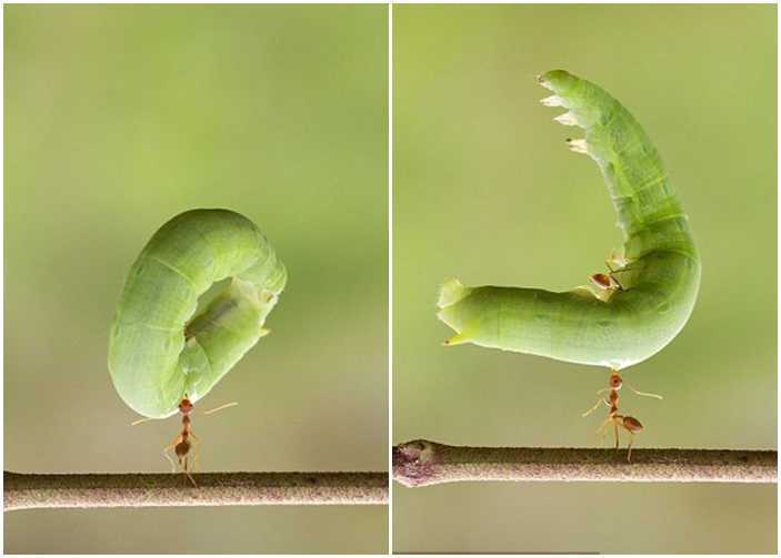 �����Ĵ���ʿ��ӡ���������㵽һֻ��֯�Ͼ�ֻ���°;;���һ����ëë��