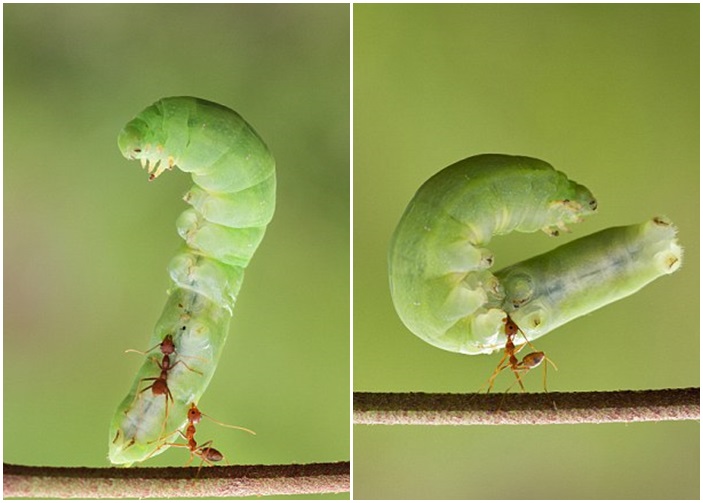 ��֯������ͬ�齫ë�桰���ߡ�