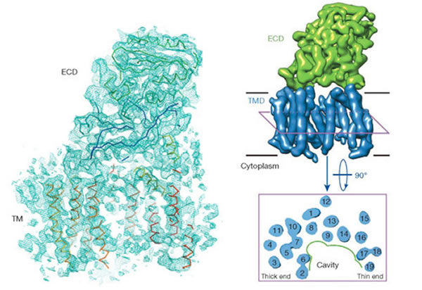�״ν�ʾ�����ĺ�Ĭ��֢�²�������ά�ṹ