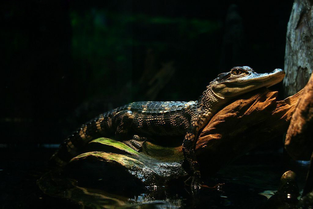 ������ѧ�������ϳ��۳�������桱 ���֪��ʵ��һ������������