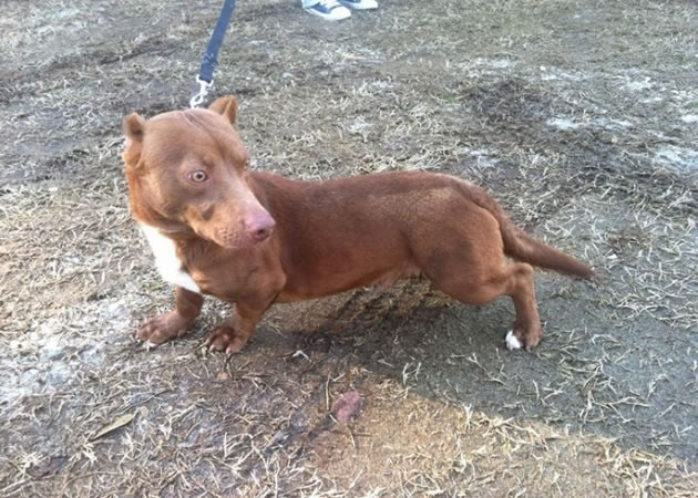 ��������������죬��������Ϊ����������