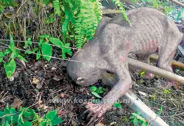 马来西亚一座植物园惊现外型极似《魔戒》咕噜的不明生物