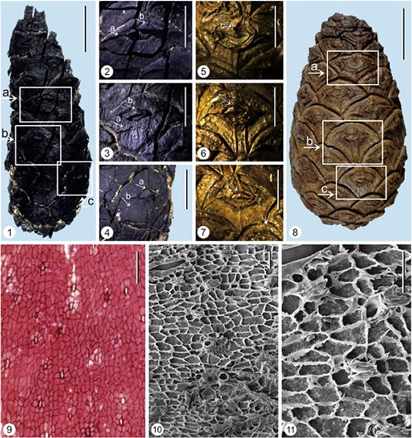 马尾松化石和现代种形态比较