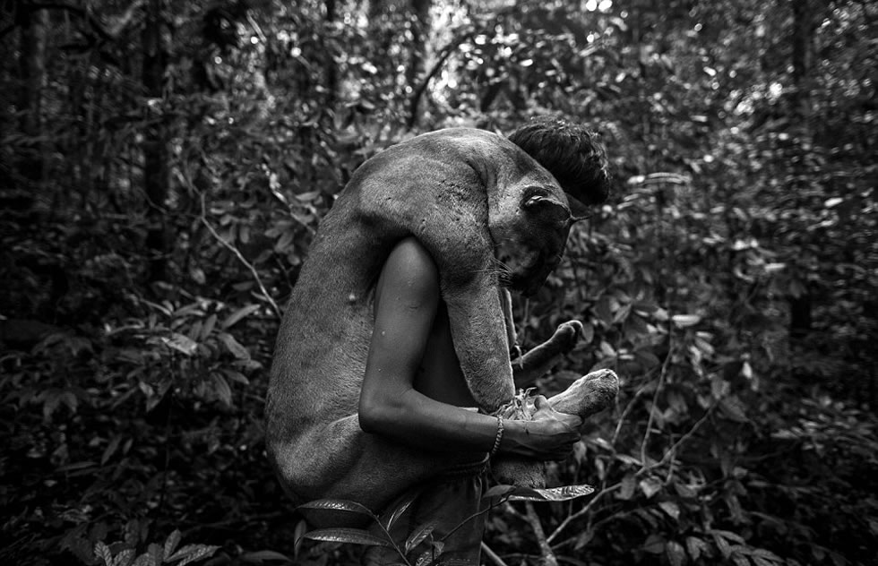 Awa-Guaja部落成员Klby肩膀上抗着打猎的成果:一只美洲豹。