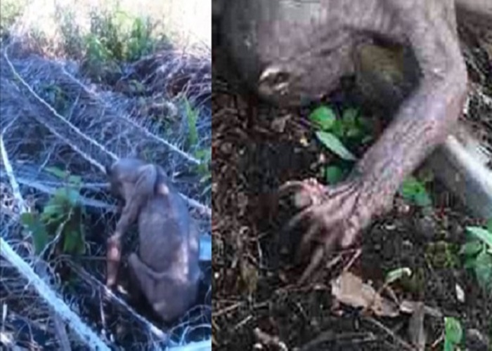 ������������԰����һֻë��ϡ���ݹ���᾵Ĺ�����ࡱ(Gollum)