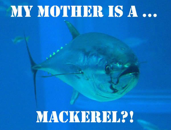 日本专家拟用动物代孕技术来保证蓝鳍金枪鱼对日本寿司的正常供给