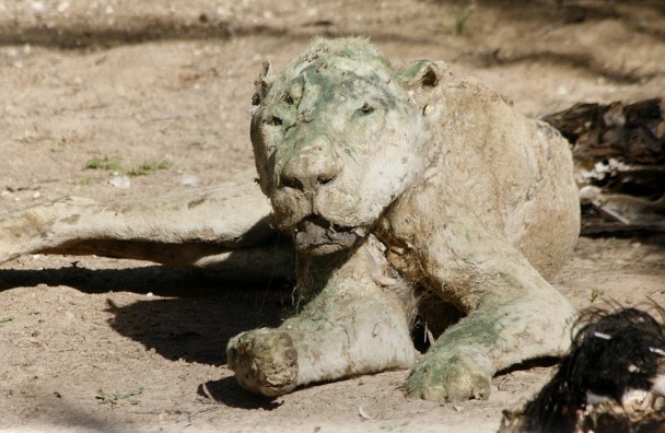 �������ġ�����֮����ʨ�ӣ����Ƴɸ�ʬչ����