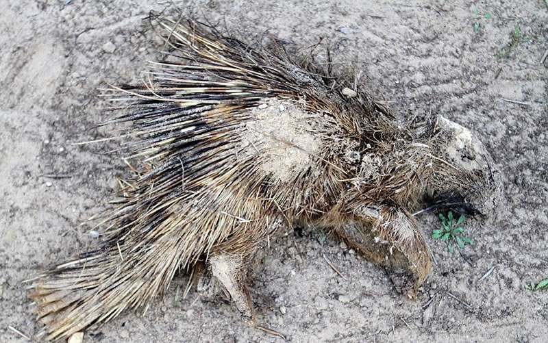 ����԰�еļ������������١�