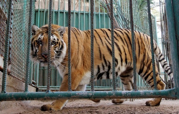 ԰�����������Ķ�������϶���걾���١�