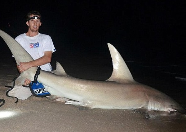 钓鲨鱼比赛吸引多人参加