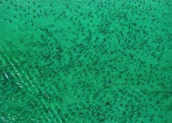 每年有大批鲨鱼迁徙途径南佛罗里达沿海