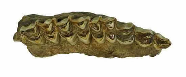 苏门羚牙齿化石