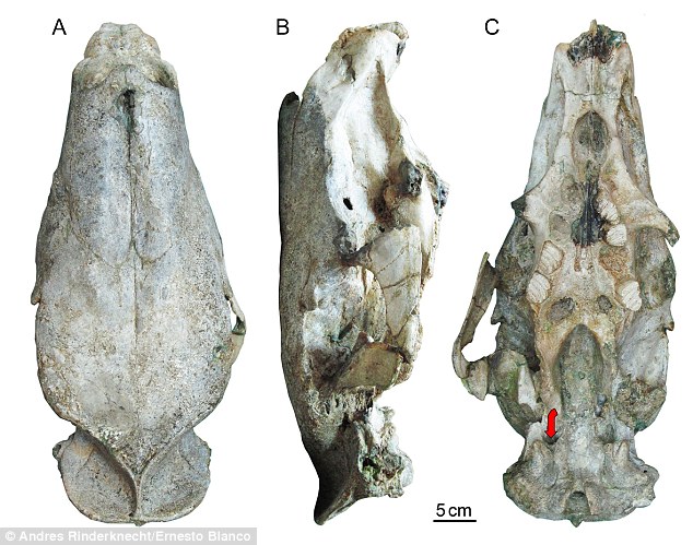 “Josephoartigasia monesi”的头骨化石