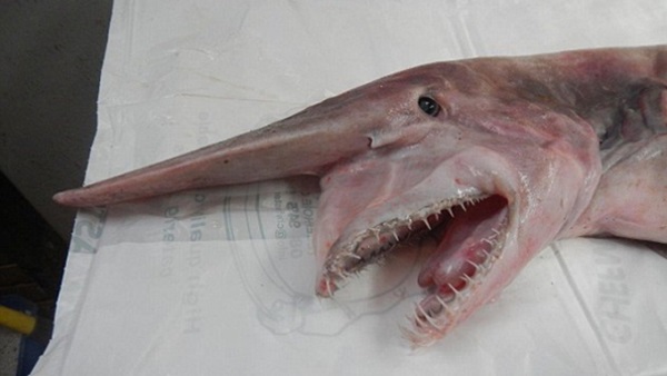 欧氏尖吻鲨的长相奇特，头部长有角状物。