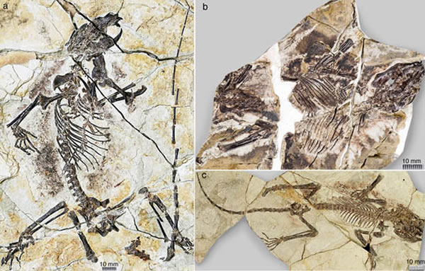 1.6亿年前的真贼兽化石