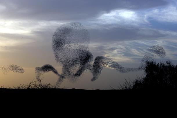 оȺӵŷSturnus vulgarisΪͬе