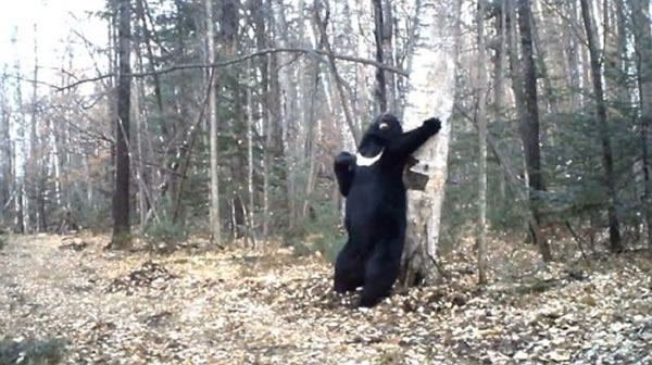 俄罗斯符拉迪沃斯托克一只黑熊在树林“跳钢管舞”