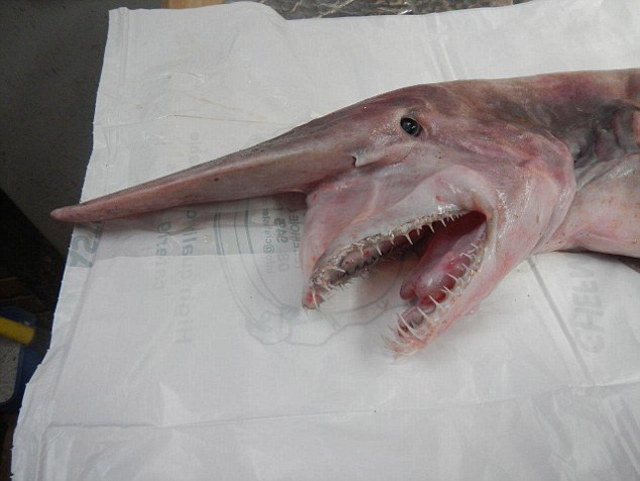 「哥布林鲨」(Goblin Shark)是起源自1亿2500万年前的剑吻鲨科