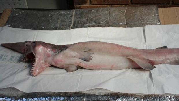 此种鲨鱼学名为「欧氏尖吻鲛」,通常生活在1200公尺深的海底