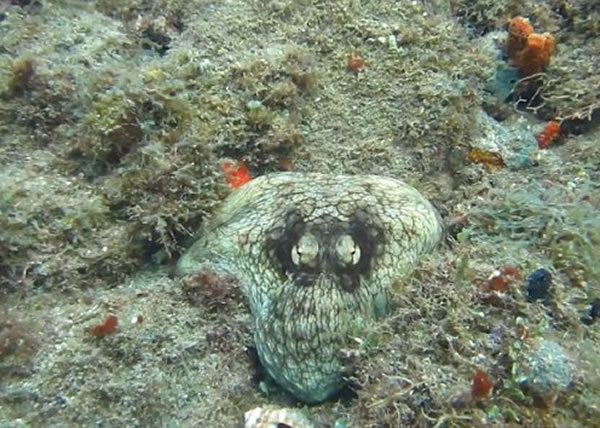 八爪鱼改变自己的纹理及颜色,令它成功隐身于暗礁之中。