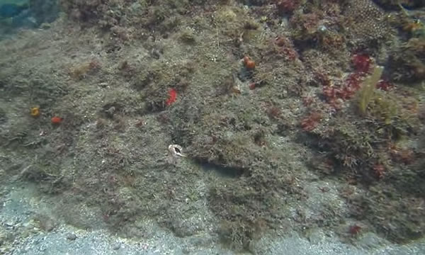 从影片所见,根本看不到八爪鱼隐身在那里。