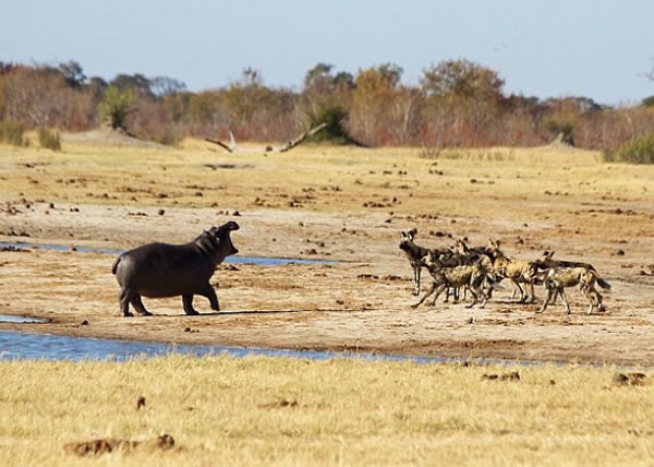 ����һ��������������һȺҰ����