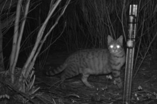 �Ĵ������ó�����������Eradicat�������̶��ϸı�ù�ĿǰҰè���ĳ��ֵľ���