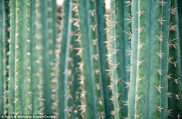 圣佩德罗仙人掌包含一系列迷幻成分