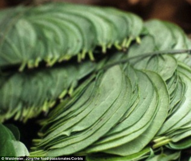 菲律宾洞穴里发现的槟郎叶