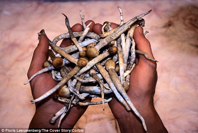 魔幻蘑菇在很多欧洲地区和中美洲地区已经被使用了很多年