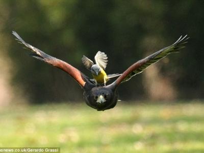 阔齿帆翼龙为食腐动物 - 神秘的地球 科学|自然