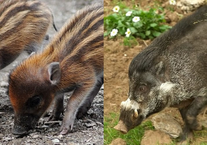 ����ά˹(��)����������Ե�����Ȼ������ֹ����ͼΪ�������ɱ��������׶���