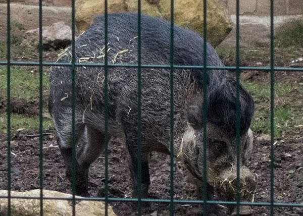 ����ά˹(ͼ)������������������Է�Ҫ�����˵�����