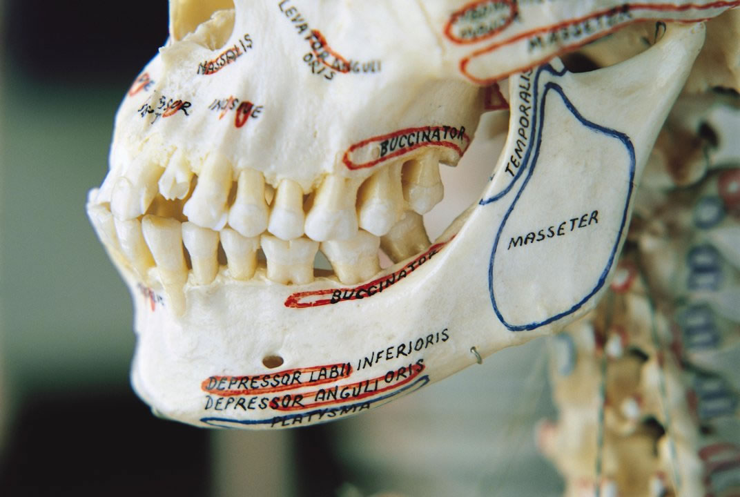 农业的出现使人类的下颚逐渐由粗壮变得纤巧