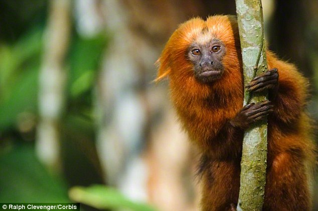 英国布里斯托尔动物园一只稀有金狮面狨不小心坠入池塘被水獭吃掉