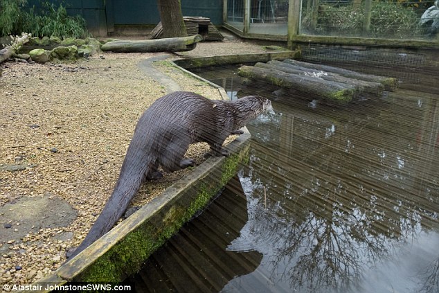 托尔动物园一只稀有金狮面狨不小心坠入池塘被