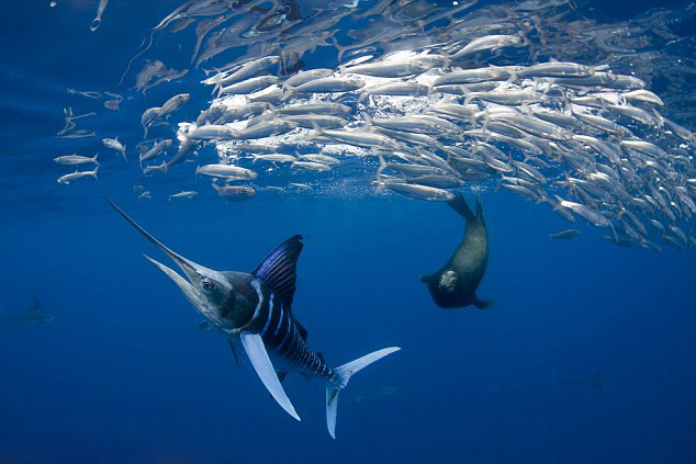 ��Ӱʦ��ī���纣���ĵ�һ������㲶ʳ�ĳ���