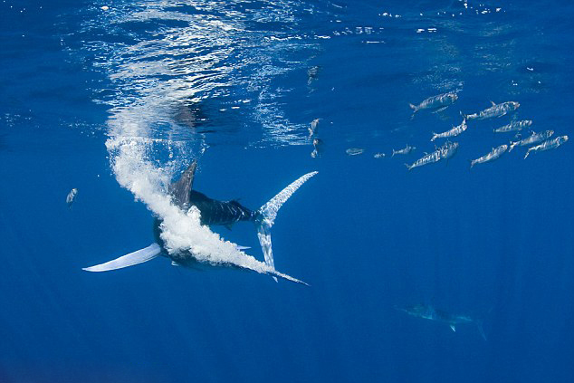 ��Ӱʦ��ī���纣���ĵ�һ������㲶ʳ�ĳ���