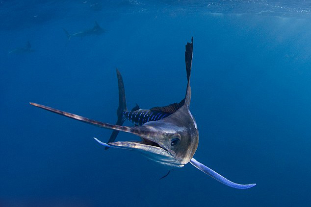 ��Ӱʦ��ī���纣���ĵ�һ������㲶ʳ�ĳ���