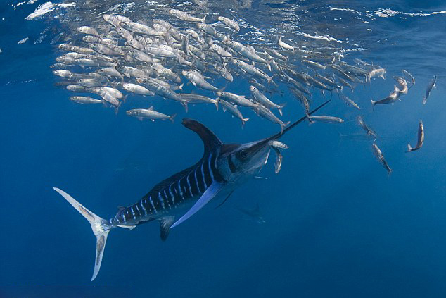 ��Ӱʦ��ī���纣���ĵ�һ������㲶ʳ�ĳ���