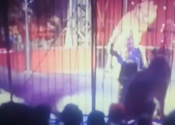 艾尔赫勒向观众挥手致意之际,狮子突然扑出。