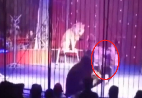 狮子瞬间把艾尔赫勒扑倒,幸平安无事。