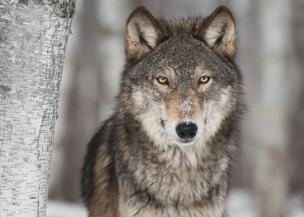 新的3D影像分析显示,早前经分析的2颗化石是野狼颅骨,并非属于狗只。(资料图片)