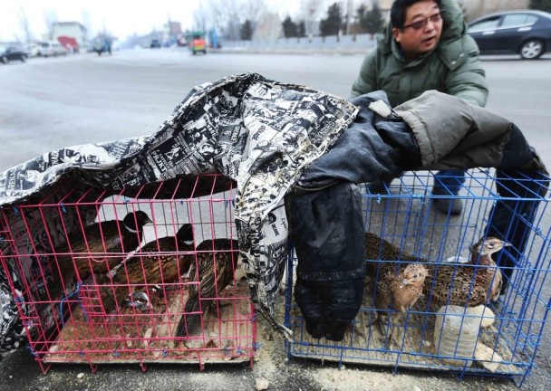 路边摆放的笼子装满野鸡,专家认为直接接触会增加染病风险。