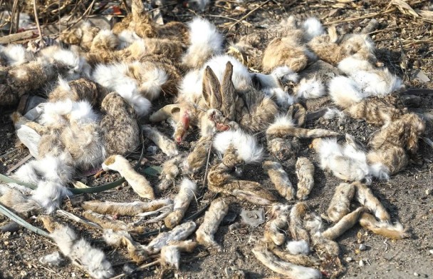 路边堆满了扒掉的兔皮、被剁掉的兔爪及兔尾。