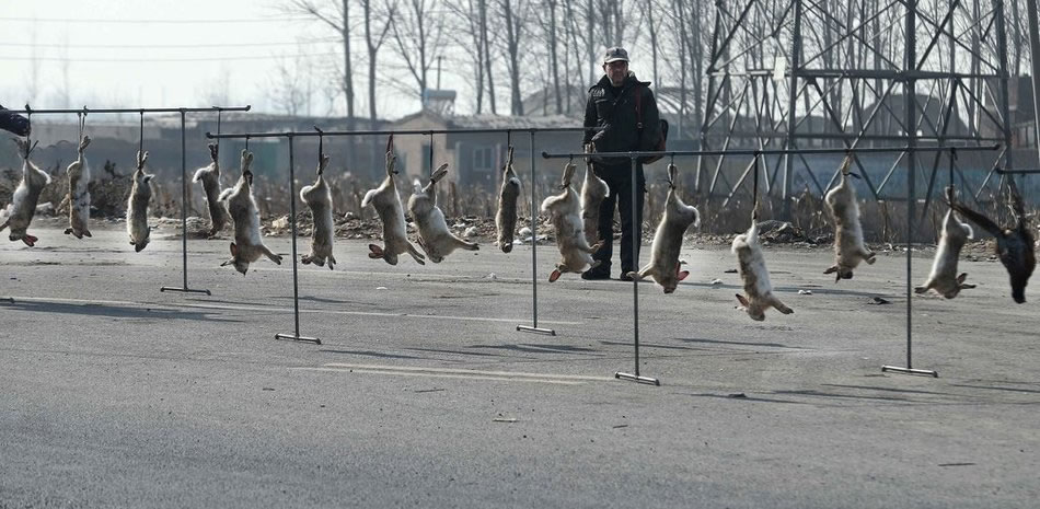 一排排的铁架挂满野兔。