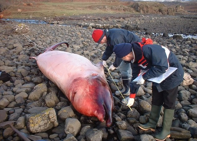 自去年底起,苏格兰和爱尔兰海岸频频有海豚(图)和鲸鱼搁浅。(资料图片)