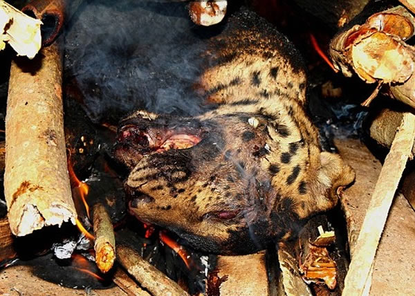 ӡ�Ȱ���ķ���ׯ��ӡ�ȱ�Ϯ�� ����ɱ���