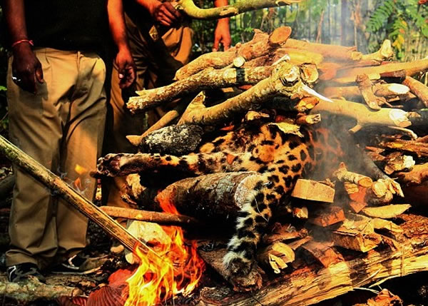 ��Ա�ѱ�ʬ�Ž���֦�м䣬�����ա�