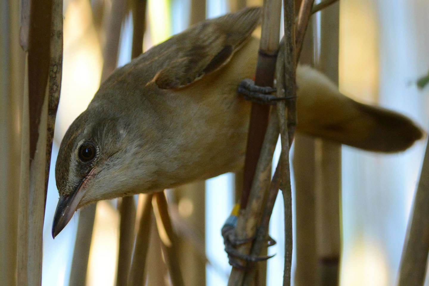 疟疾不会让大苇莺失去繁殖后代的能力,却会减少它们的寿命以及繁殖的幼鸟数量。